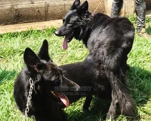 6-12 months Male Purebred German Shepherd