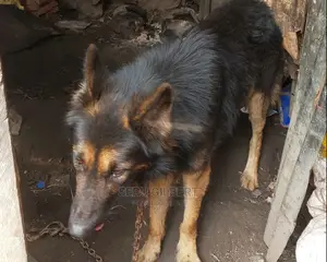 6-12 months Male Purebred German Shepherd