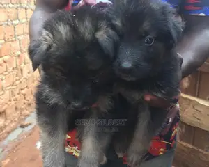 0-1 month Male Purebred German Shepherd