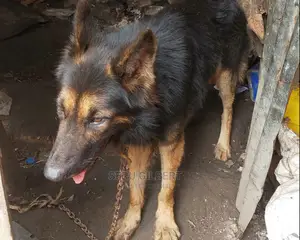1-3 months Male Purebred German Shepherd