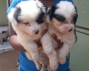 0-1 month Male Purebred Maltese