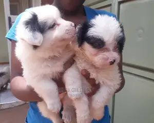 1-3 months Male Purebred Maltese