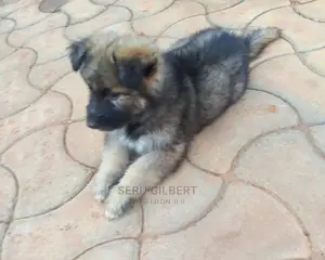 1-3 months Female Purebred German Shepherd