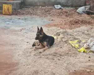6-12 months Male Purebred German Shepherd