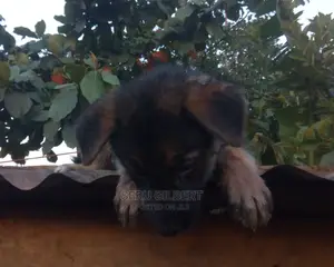 0-1 month Male Purebred German Shepherd