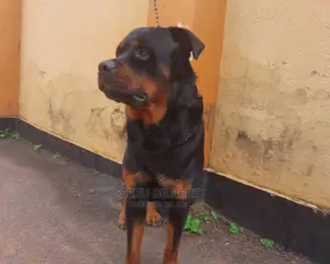 1-3 months Male Purebred Rottweiler