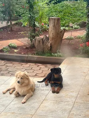 1-3 months Male Purebred Rottweiler