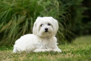 1-3 months Male Purebred Maltese