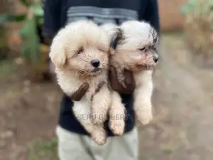 1-3 months Male Purebred Maltese