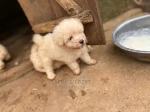 0-1 month Male Purebred Maltese