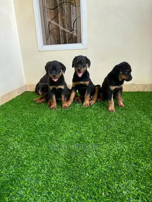 1-3 months Male Purebred Rottweiler