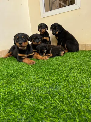 1-3 months Male Purebred Rottweiler