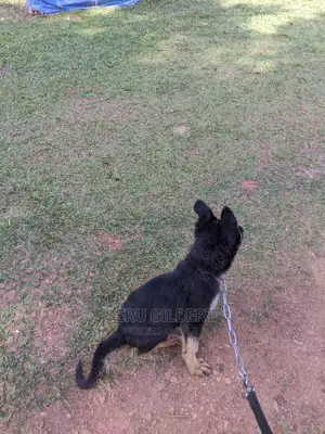 1-3 months Male Purebred German Shepherd