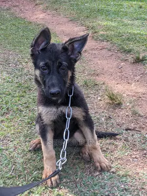 1-3 months Male Purebred German Shepherd
