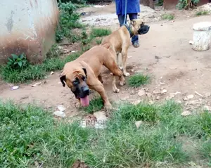 1-3 months Male Purebred Boerboel