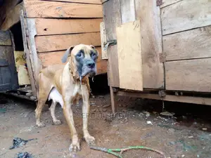 1-3 months Male Purebred Boerboel