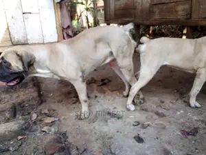 6-12 months Male Purebred Boerboel