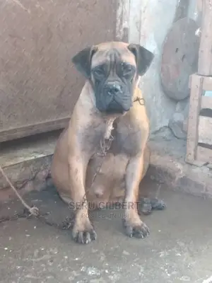 1-3 months Male Purebred Boerboel