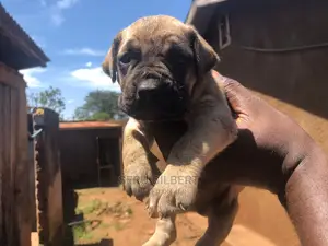 1-3 months Male Purebred Boerboel
