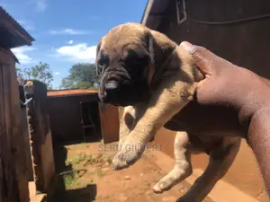 1-3 months Male Purebred Boerboel