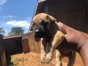 1-3 months Male Purebred Boerboel