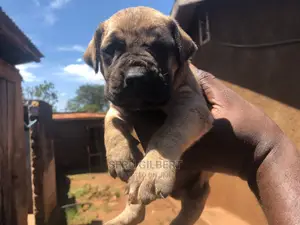 0-1 month Male Purebred Boerboel