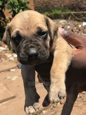 3-6 months Male Purebred Boerboel