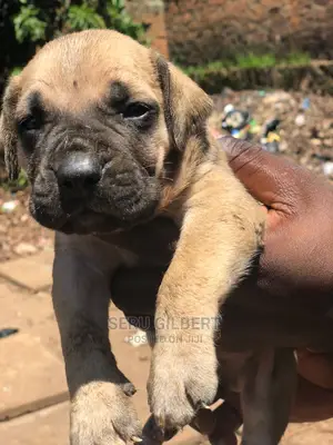 1-3 months Male Purebred Boerboel