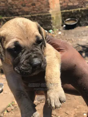 3-6 months Male Purebred Boerboel