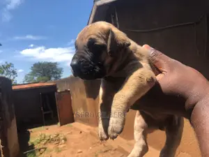 0-1 month Male Purebred Boerboel