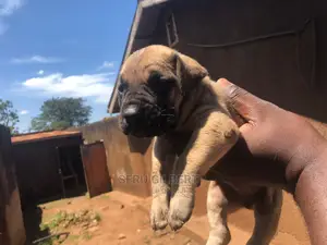 1-3 months Male Purebred Boerboel