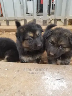 1-3 months Male Purebred German Shepherd