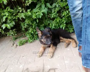 1-3 months Male Purebred German Shepherd