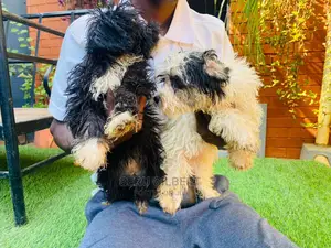 3-6 months Female Purebred Maltese
