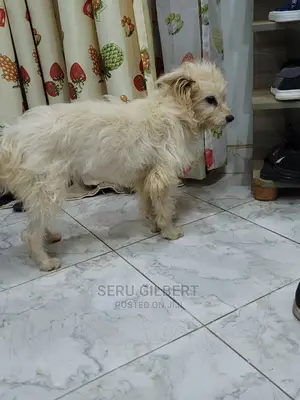 6-12 months Male Purebred Maltese