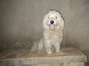 6-12 months Female Purebred Maltese