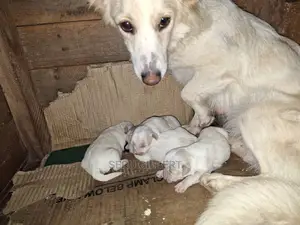1-3 months Male Purebred Japanese Spitz