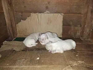 1-3 months Male Purebred Maltese