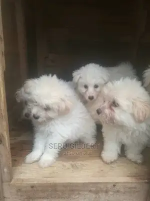 1-3 months Male Purebred Maltese