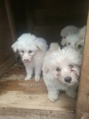 1-3 months Female Purebred Maltese