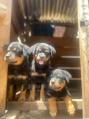 0-1 month Male Purebred Rottweiler