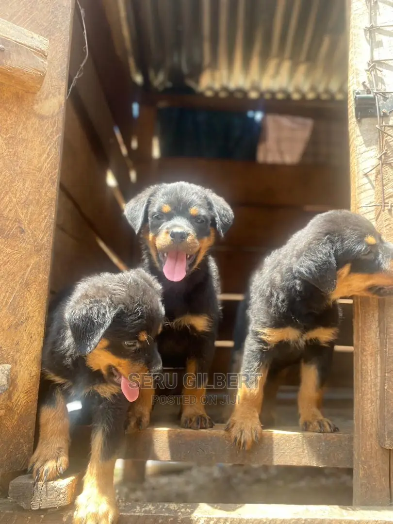 0-1 month Male Purebred Rottweiler
