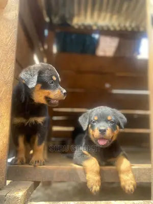 3-6 months Male Purebred Rottweiler