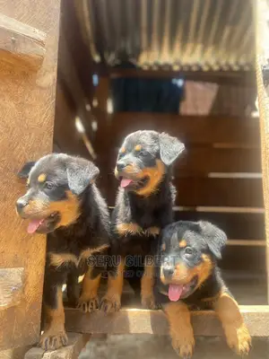 3-6 months Male Purebred Rottweiler