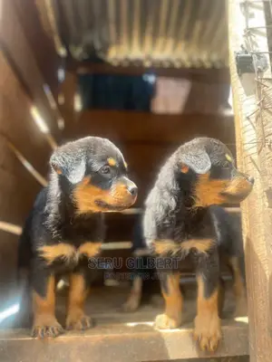 1-3 months Male Purebred Rottweiler