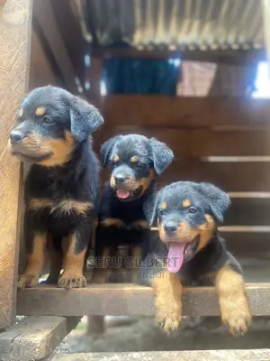3-6 months Male Purebred Rottweiler