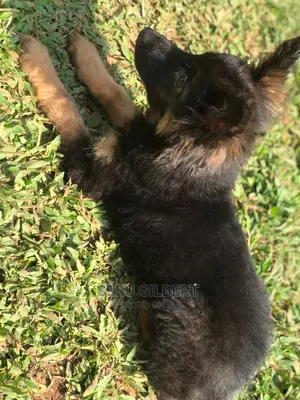 3-6 months Male Purebred German Shepherd