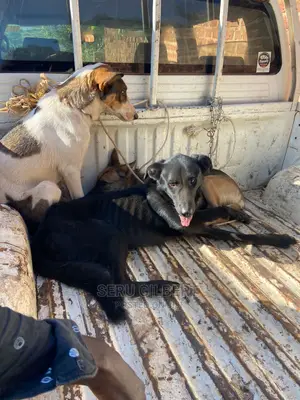 1-3 months Male Purebred German Shepherd