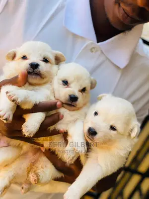 3-6 months Male Purebred Maltese