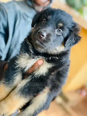 1-3 months Male Purebred German Shepherd